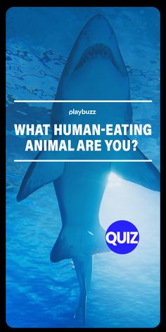 a shark swimming in the water with text that reads, what human - eating animal are you?