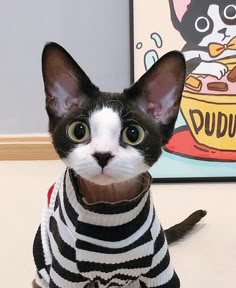 a black and white cat wearing a sweater