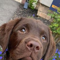 a close up of a dog's face with blue flowers in the back ground