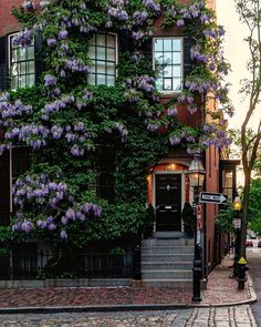 purple flowers are growing on the side of a brick building with stairs leading up to it