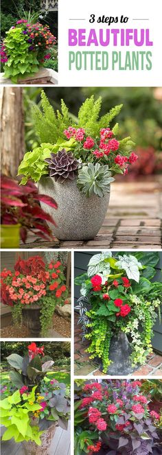 different types of potted plants with the words 3 steps to beautiful potsted plants