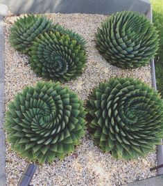 three large green plants sitting on top of gravel