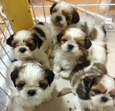 six puppies are sitting in a wire basket on the floor next to each other