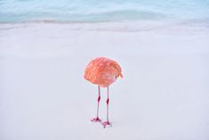 This flamingo image won an AI award. The only catch? It’s a real photograph. | CNN Human Photography, Art Competitions, Neutral Prints, Photography Contests, Photography Awards, Aruba, Decor Artwork, Art Fair, Digital Photography