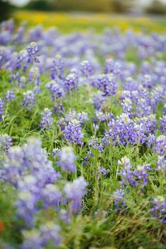 a field full of purple and white flowers