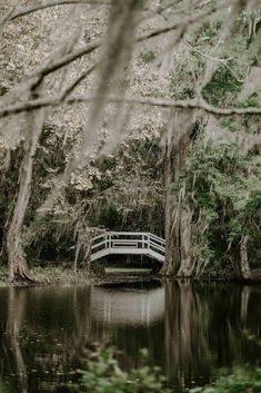 a white bridge over a body of water surrounded by trees and bushes with moss growing on the branches