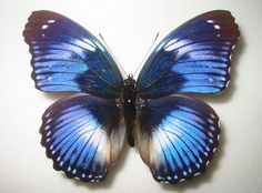 a blue butterfly sitting on top of a white surface