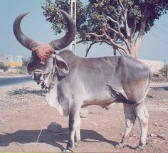 an ox with large horns standing on the side of a road next to a tree