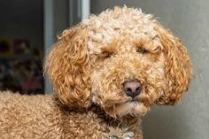 a close up of a dog with its eyes closed and his head turned to the side