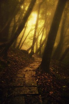 a path in the middle of a forest with fog