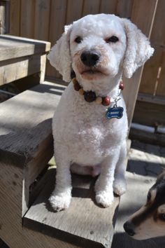 a small white dog sitting on top of a wooden bench