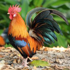 a colorful rooster is standing on the ground