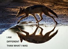 a lone wolf is walking along the water's edge in front of its reflection