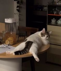 a cat laying on top of a wooden table