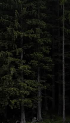 two horses standing in the middle of a forest with tall pine trees behind them and one horse eating grass