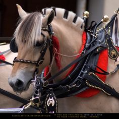 two horses are wearing harnesses on their heads