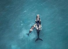 an aerial view of two dolphins swimming in the blue water with their backs to each other