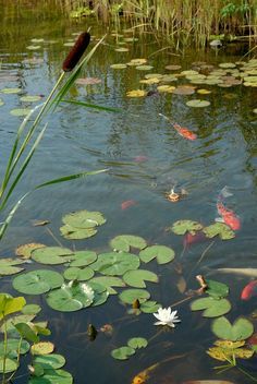 a pond filled with lots of water lilies