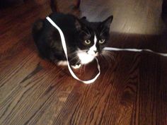 a black and white cat sitting on top of a wooden floor next to a string