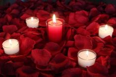 several lit candles surrounded by red petals