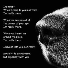 a black and white photo of a dog's face with the words it's true - when i come to you in dreams, i'm really here