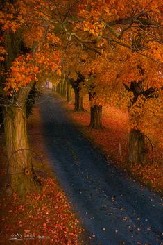 an autumn scene with leaves on the ground and trees in full fall foliage, along a road