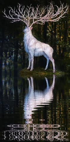 a white wolf standing on top of a body of water next to a forest filled with trees