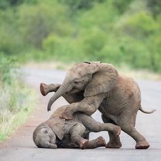 two elephants are playing with each other on the road