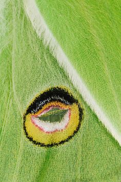 a close up view of a green leaf with an eye in the center and white, black, and yellow stripes on it