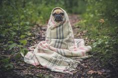 a pug wrapped up in a blanket sitting on the side of a dirt road