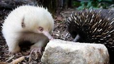 two small porcupine standing next to each other on the ground