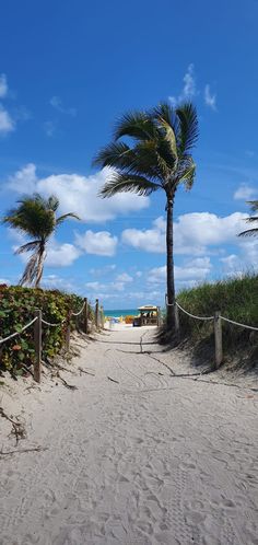 a sandy path leading to the beach with palm trees