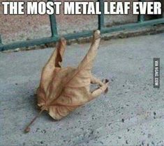 a fallen leaf laying on the ground with text that reads, when fall rocks are falling