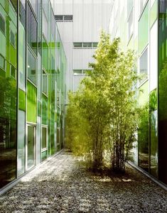 an empty walkway between two tall buildings with trees in the foreground and gravel on the ground