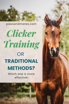 clicker training for horses