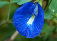 a blue flower that is growing on a tree