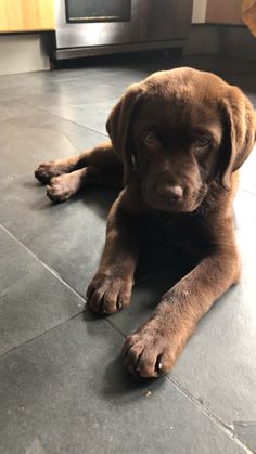 a brown dog laying on top of a kitchen floor