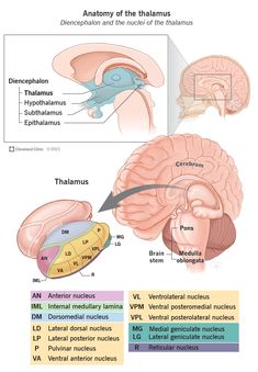 the anatomy of the human brain and its major structures, including the cerepitus