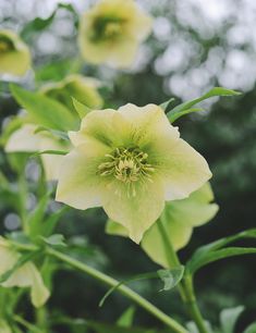 yellow flowers with green leaves in the foreground and blurry trees in the background