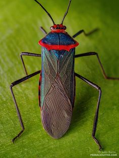 a colorful bug sitting on top of a green leaf