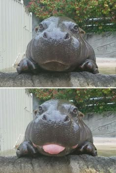 a hippopotamus laying on the ground with its tongue hanging out