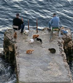 two men are fishing with cats on the dock