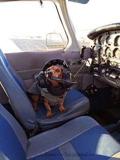 a small dog wearing a pilot's gear sits in the cockpit of an airplane