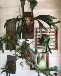 some green plants are hanging on the wall