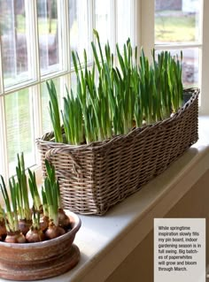 two baskets filled with green onions sitting on top of a window sill