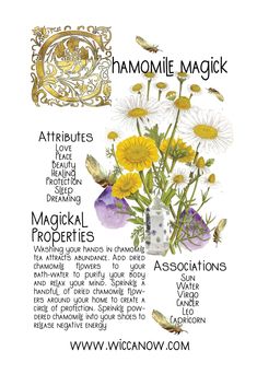 Chamomile is an ancient healing herb which has been used in traditional medicine to treat inflammation, muscle spasms, menstrual pain and insomnia among many others. The magickal properties of chamomile include luck, purification, protection and healing among others. It’s ruled by the Sun God yet it’s element is water making it a wonderfully balanced magickal herb. #chamomilemagickalproperties #chamomile #greenwitch Magical Properties Of Chamomile, Chamomile Properties, Chamomile Uses, Magick Herbs, Healing Water, Herbal Witch