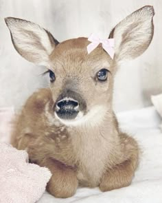 a baby deer with a pink bow on its head