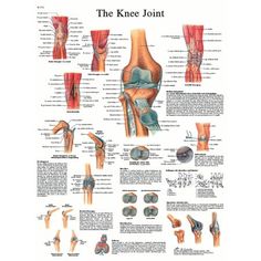 Anatomy Of The Knee, Knee Anatomy, Joints Anatomy, Human Knee, Anatomy Chart, Hip Problems, Medical School Studying, Medical Anatomy, Knee Replacement