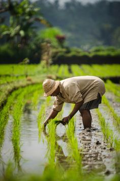 a man in a straw hat is working in the rice field with his hands on the ground