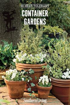 some potted plants are sitting on the ground